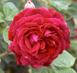 Alfred Colomb